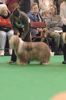 crufts2006 0401.jpg