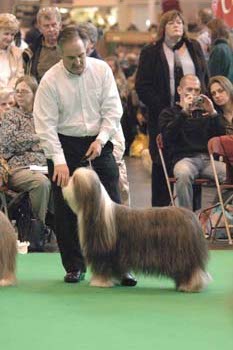 crufts2006 0402.jpg