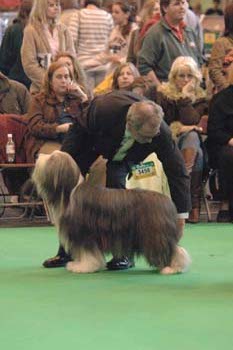 crufts2006 0403.jpg