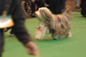 crufts2006 0405.jpg