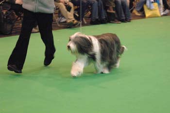 crufts2006 0423.jpg