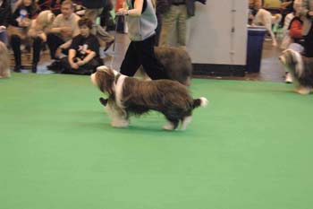 crufts2006 0425.jpg