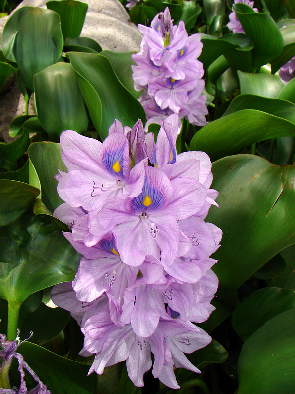 The whole plant