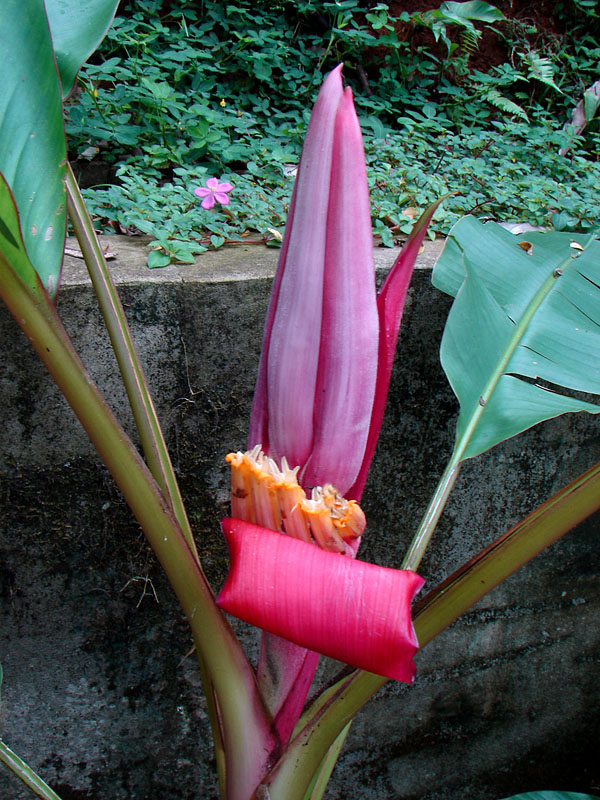 Banana Flower??