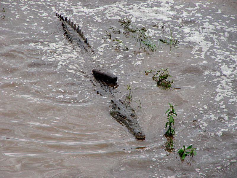Crocodile