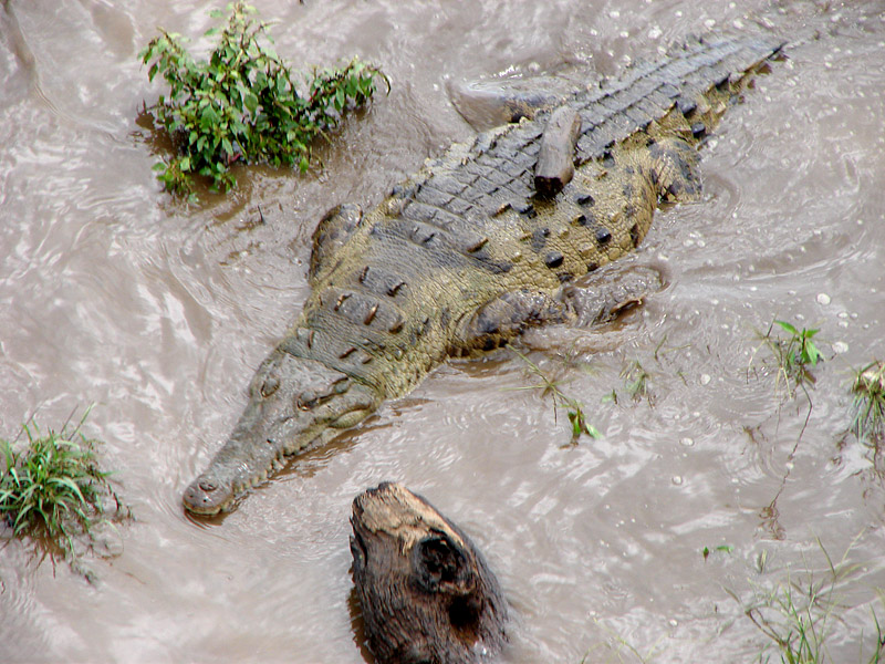 Crocodile Closer