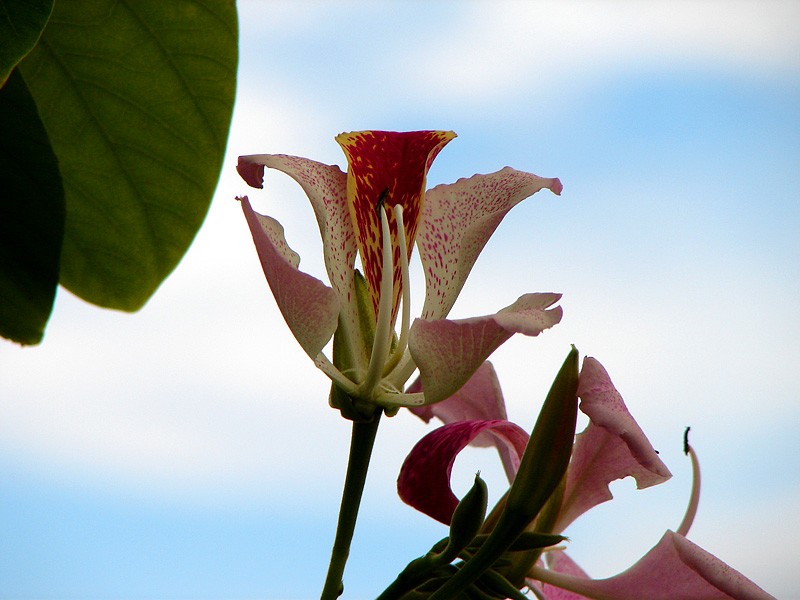 Lily Tree??