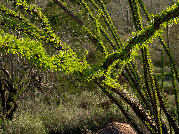 Usery Mtn 012205 12.jpg