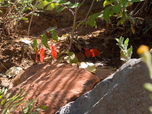 Sedona 050924 11.jpg