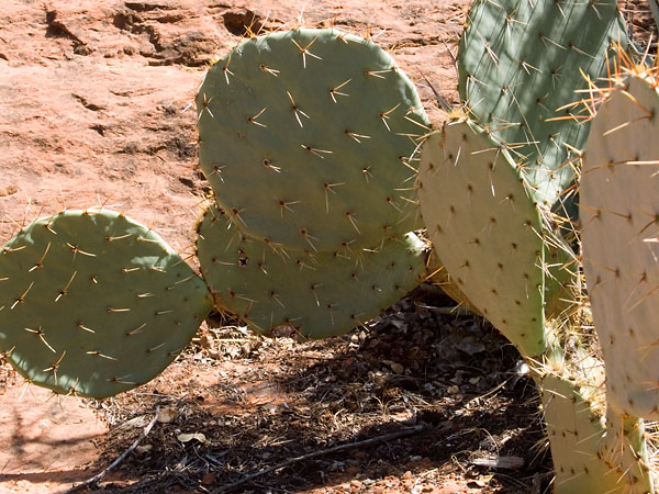 Sedona 050924 26.jpg