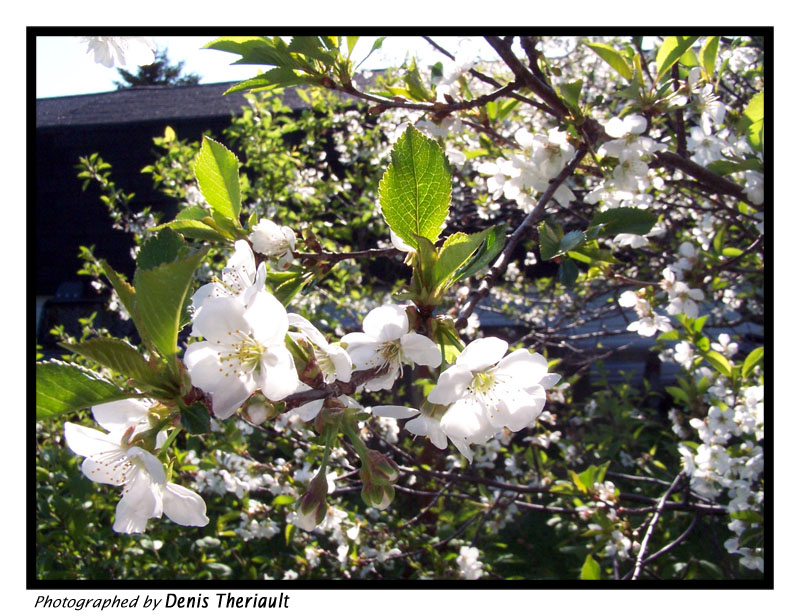 Cherry Tree