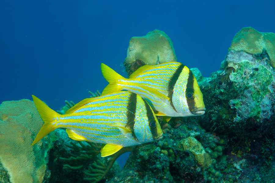 Porkfish