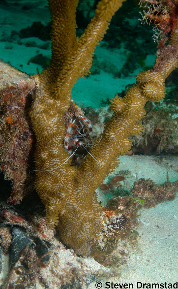 Banded Coral Shrimp