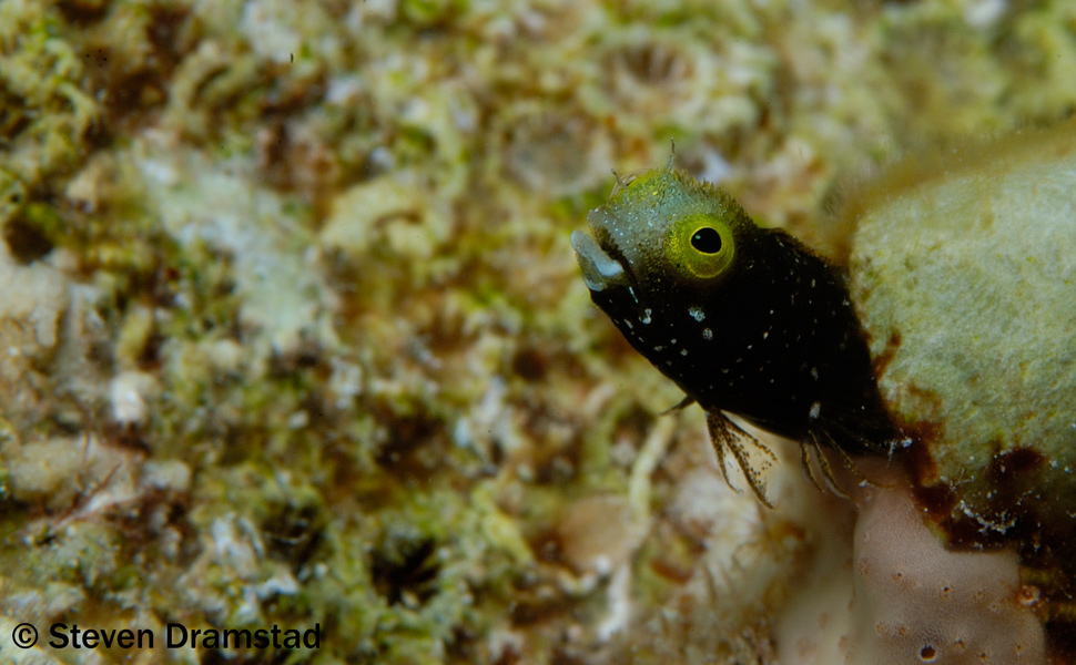 Spinyhead Blenny