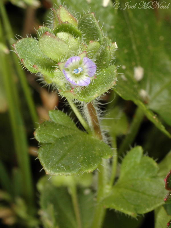 Ivyleaf Speedwell: <i>Veronica hederifolia</i>