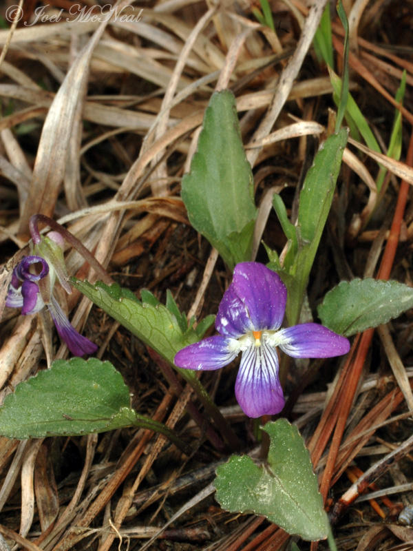 Glade Violet: <i>Viola egglestonii</i>