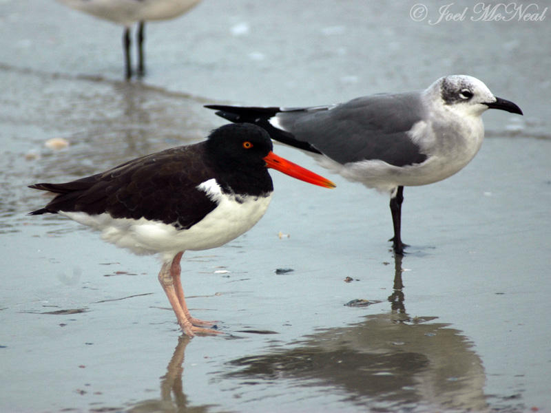 American Oystercatcher and Laughing Gull