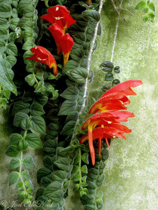 <i>Columnea gloriosa</i>