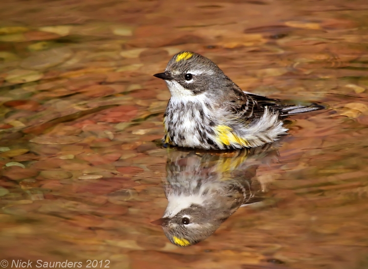 Yellow-rumped Warbler - Myrtle race