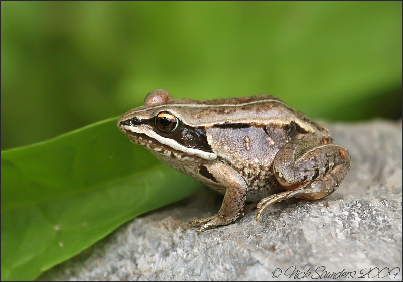 Wood Frog