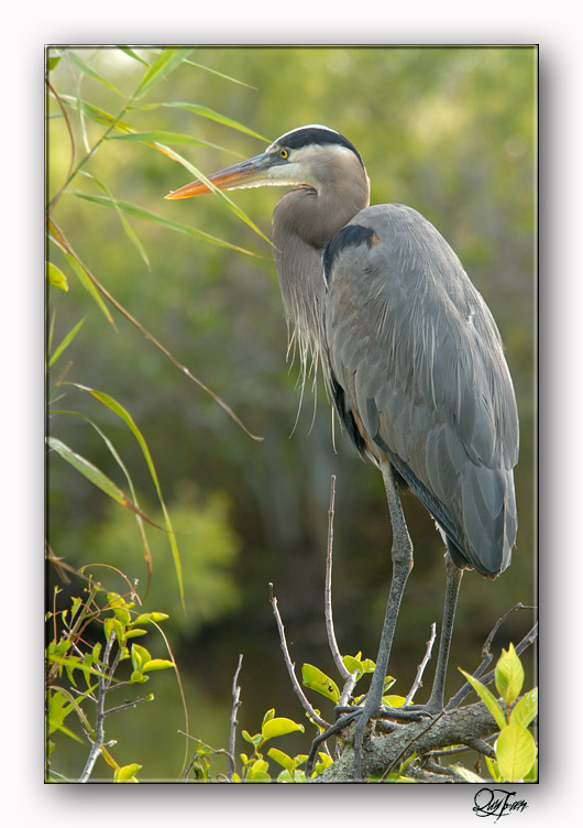 Great Blue Heron