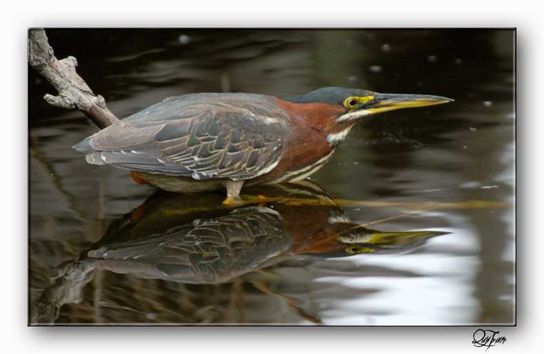 Green Heron