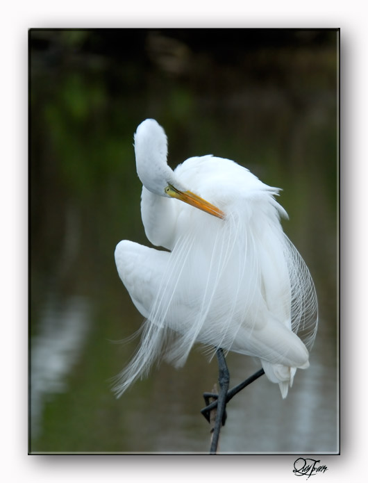 Great Egret