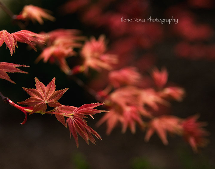 red leaves in spring