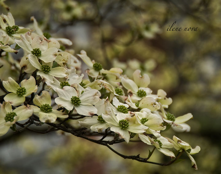 dogwood blossoms