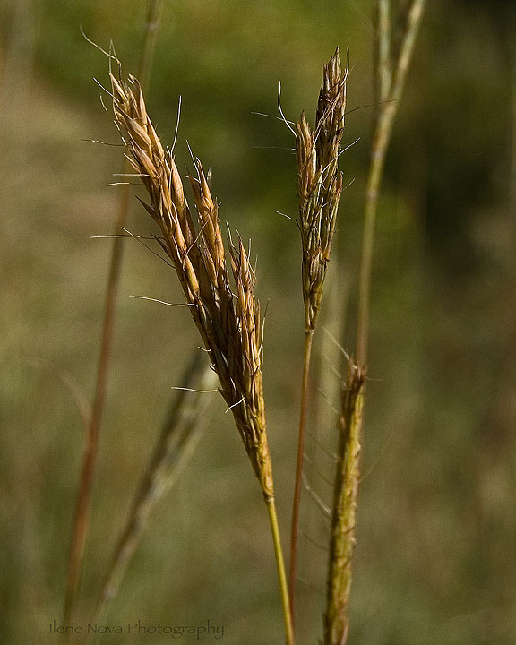 grass tips