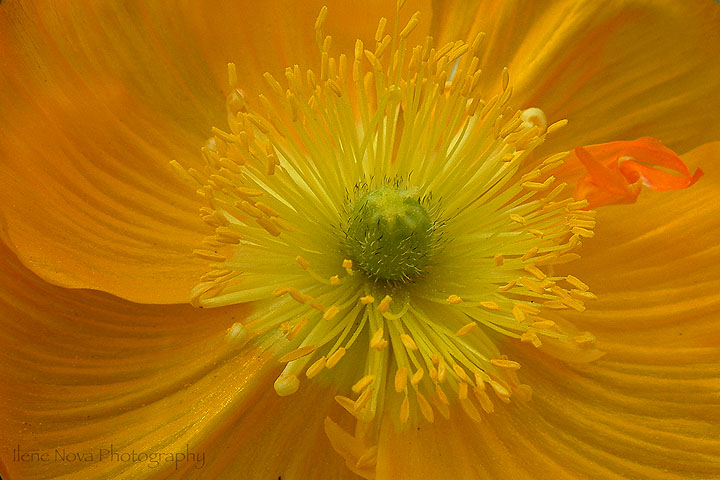 yellow unfurled