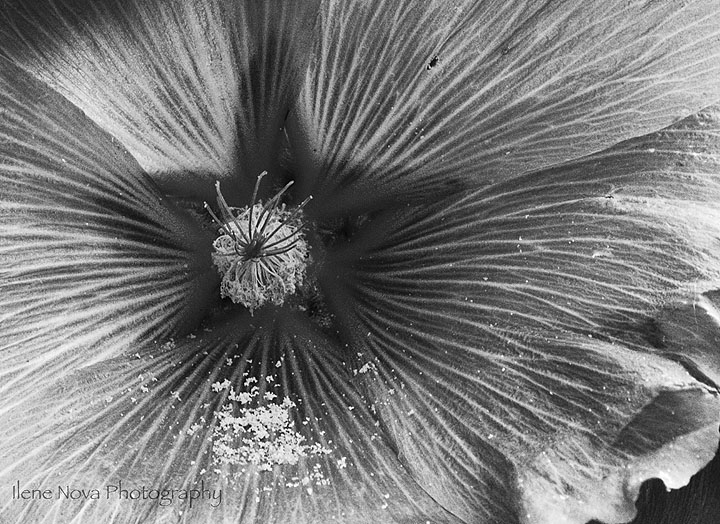 waiting for bee