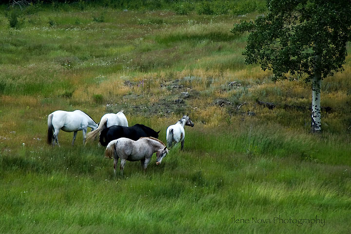 wet mountain horses