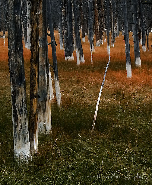 orange grass and white trunks