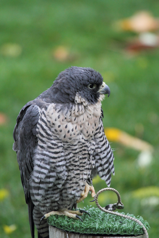 paragaine falcon.JPG