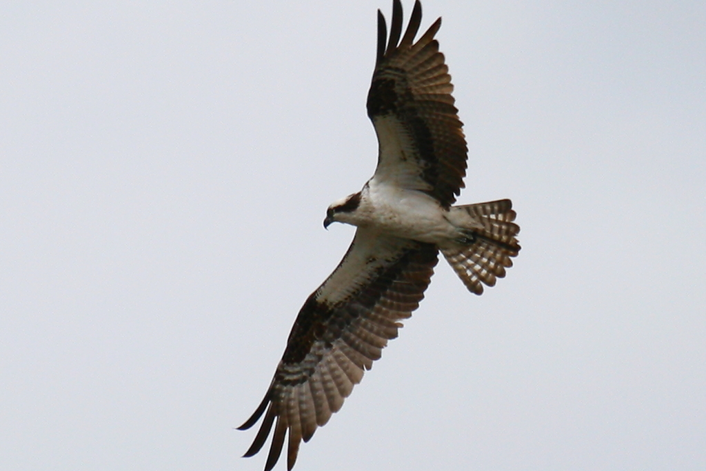 Osprey11.JPG