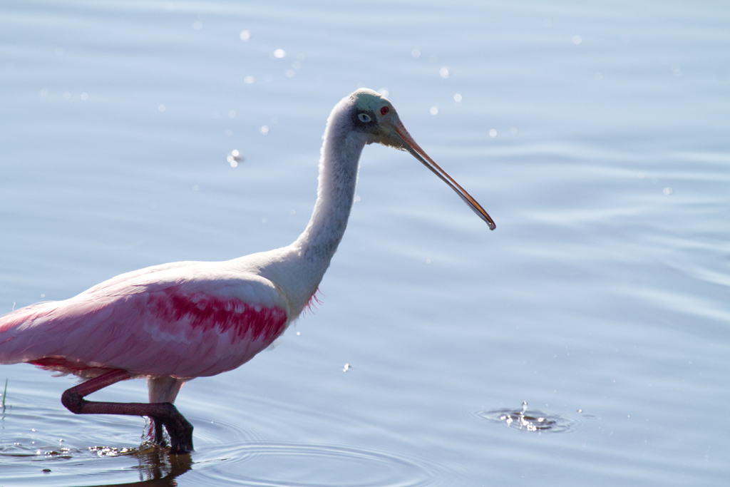 Roseate Spoonbill-Merritt Island.jpg