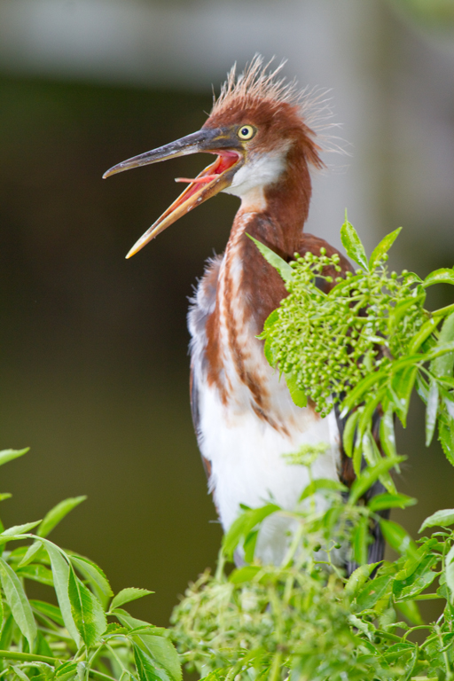 Tricolored Heron Chick-Gatorland Orlando.jpg