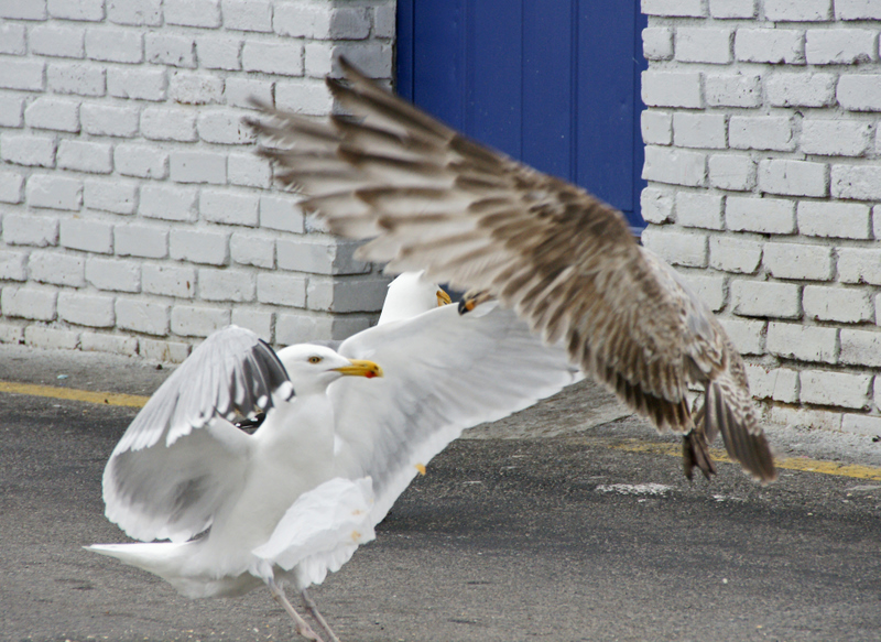 Stand off