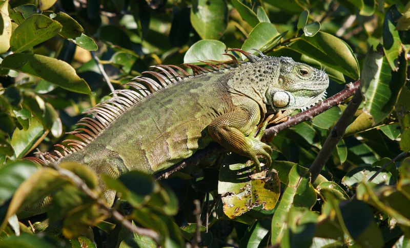 Green Iguana