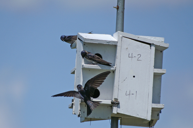 purple martin