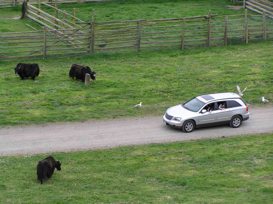 watch out for them yak!