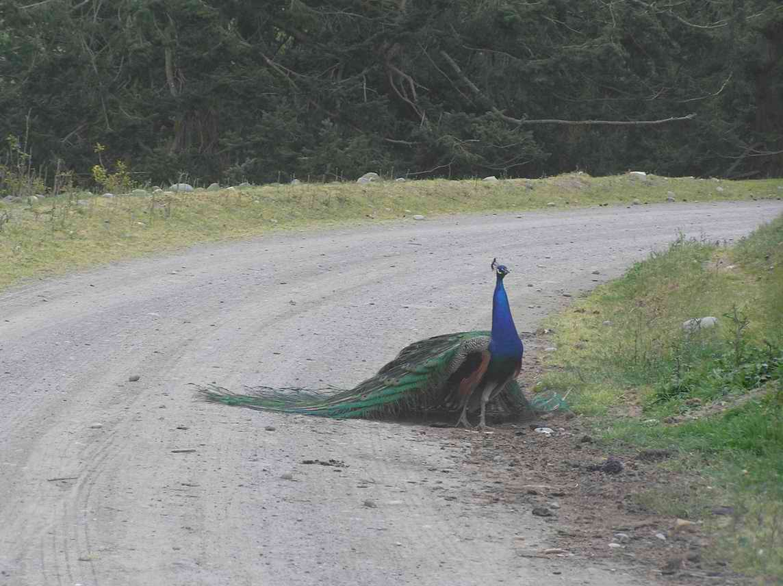 and more peacocks