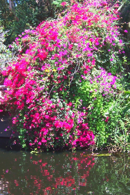 EpcotFlowerGardenFantasticColors.jpg