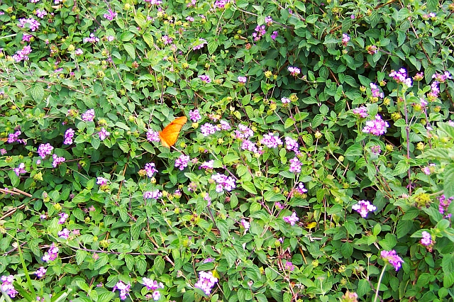 EpcotHatterEventButterflyLantana.jpg