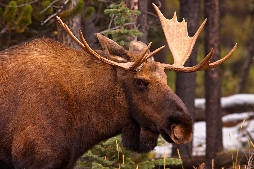 Moose II