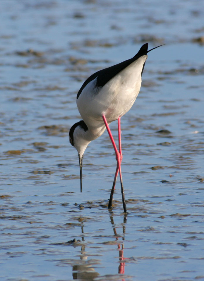 Stilt
