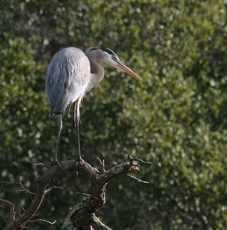 Male Heron