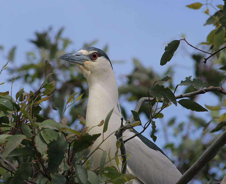 Black Crowned Night Heron