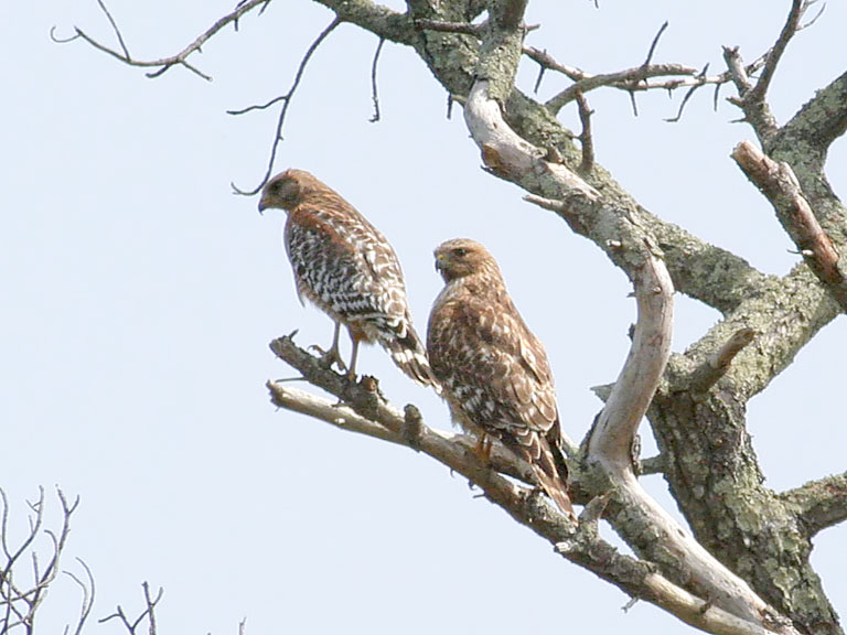 Male (L) and Female (R) Red Shouldered Hawks